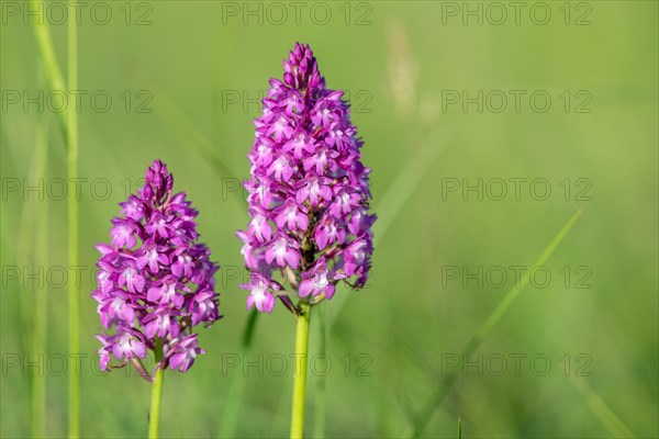 Pyramidal orchid in a meadow in spring. Alsace, France, Europe