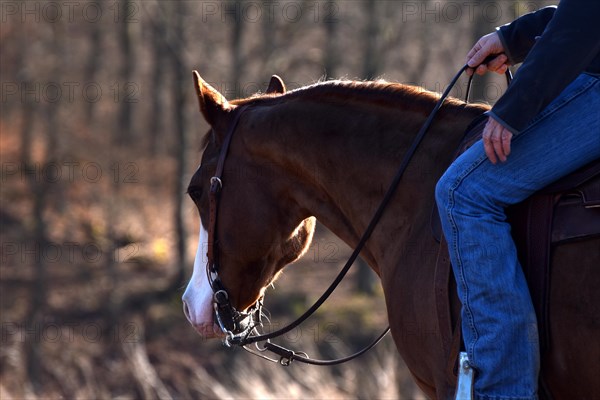 Close-up of the head and neck with headstall and reins of a western horse of the breed American Quarter Horse during training in the riding arena in late winter, chestnut coloured horse with large mar...