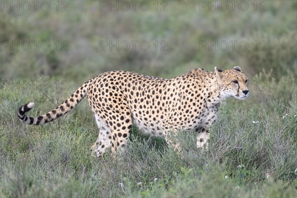 Cheetah