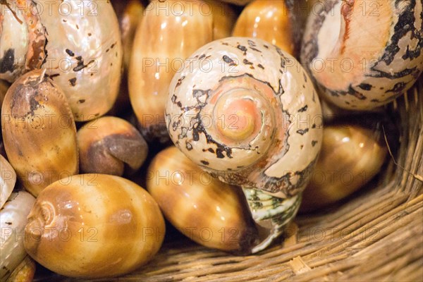 Various types of little colorful seashells