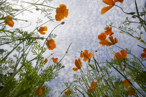 Iceland poppy