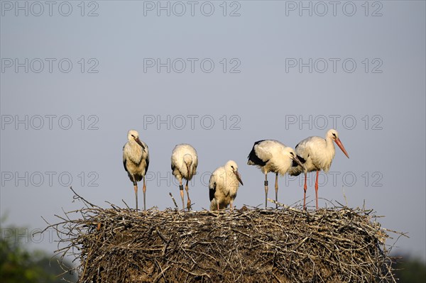 White Stork