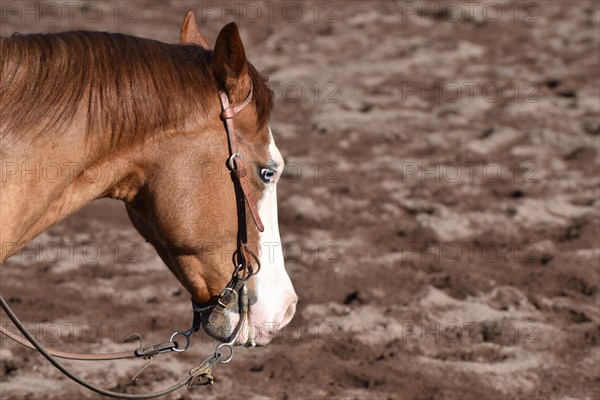 Close-up of the head and neck with headstall and reins of a western horse of the breed American Quarter Horse during training in the riding arena in late winter, chestnut coloured horse with large mar...