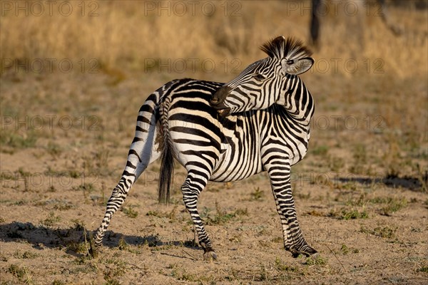 Plains Zebra of the subspecies crawshay's zebra