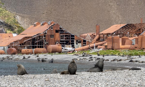 Sea Bears off South Georgia Whaling Station Stromness Bay