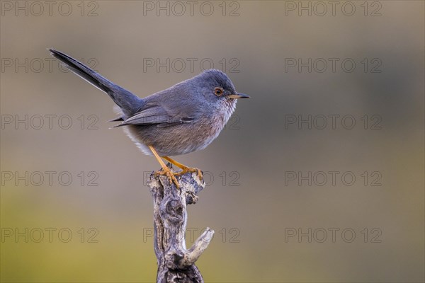 Dartford warbler