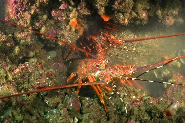 Comb crayfish