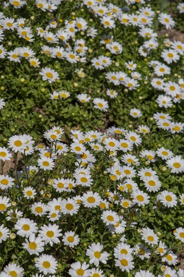 Beautiful daisy flowers as a background