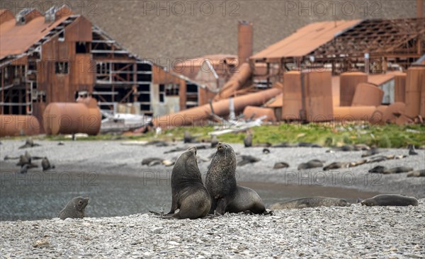 Sea Bears off South Georgia Whaling Station Stromness Bay