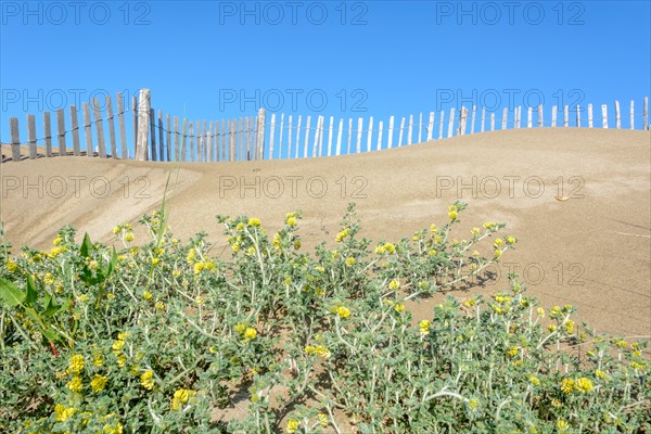 Protection of the sand dunes in the Camargue, Espiguette beach. Le Grau du Roi, Provence-Alpes-Cote dAzur, France, Europe