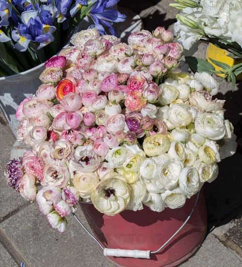 Fresh colorful Flowers put in vases at the florists