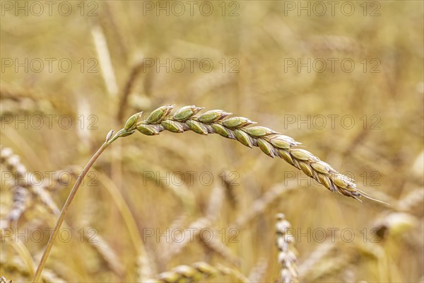 Swabian Alb spelt