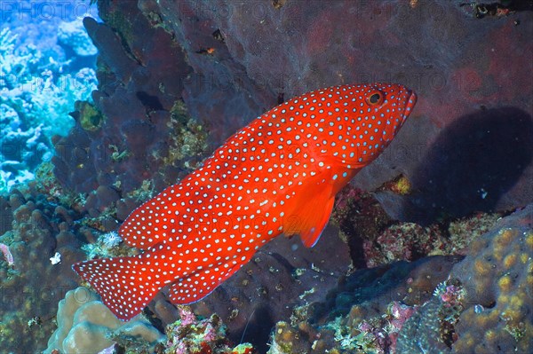 Jewel grouper