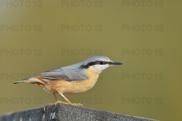 Eurasian nuthatch