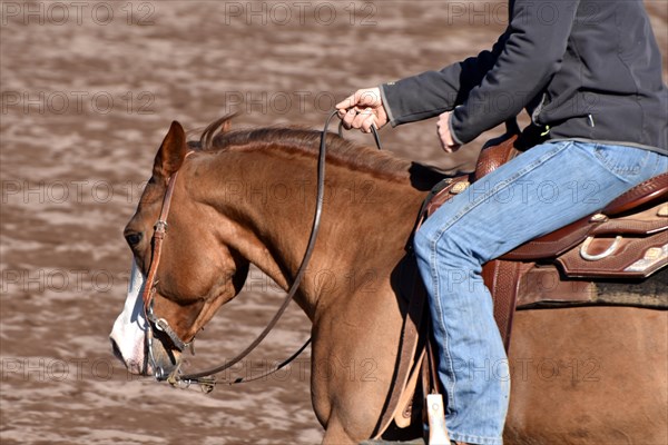 Close-up of the head and neck with headstall and reins of a western horse of the breed American Quarter Horse during training in the riding arena in late winter, chestnut coloured horse with large mar...
