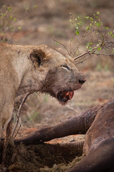 A lion eats a previously hunted water buffalo in the savannah. Beautiful detailed image of a female lion in Tsavo East National Park, Kenya, East Africa, Africa