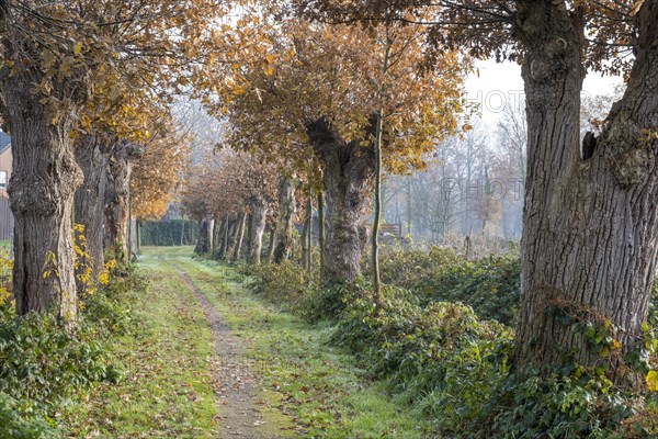 Cultural Monument Kloppendiek, The Kloppendiek, a path with centuries-old oaks, presumably the old processional route of the Catholics who went on pilgrimage from Groenlo and Eibergen in the Netherlan...