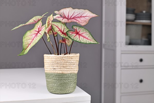 Exotic Caladium White Queen plant with white leaves and pink veins in pot on table in front of gray wall