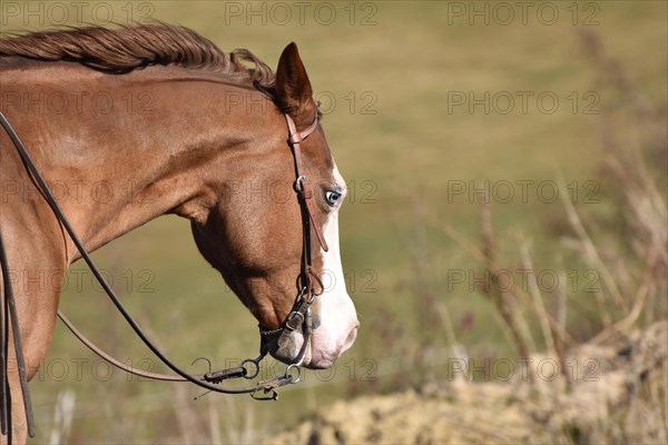 Close-up of the head and neck with headstall and reins of a western horse of the breed American Quarter Horse during training in the riding arena in late winter, chestnut coloured horse with large mar...