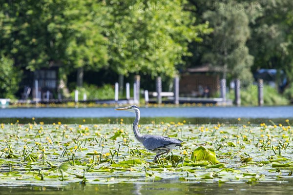 Grey heron