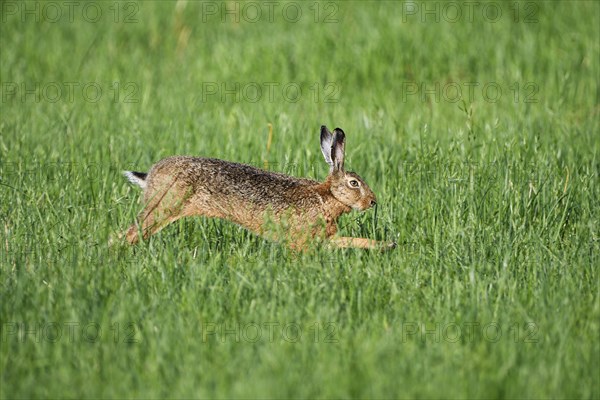 European brown hare