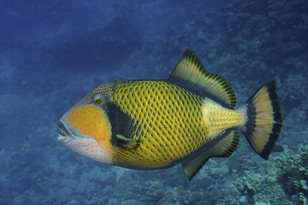 Titan triggerfish