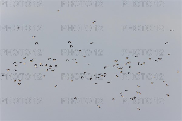 Northern lapwing