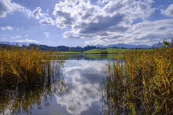 Moorsee, Froschhauser See near Froschhausen, Pfaffenwinkel, Upper Bavaria, Bavaria, Germany, Europe