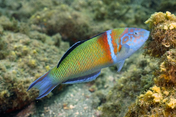 Ornate wrasse