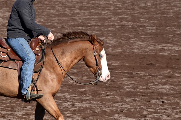 Close-up of the head and neck with headstall and reins of a western horse of the breed American Quarter Horse during training in the riding arena in late winter, chestnut coloured horse with large mar...