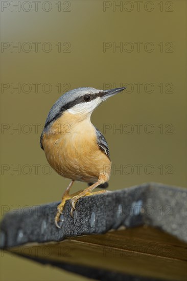 Eurasian nuthatch
