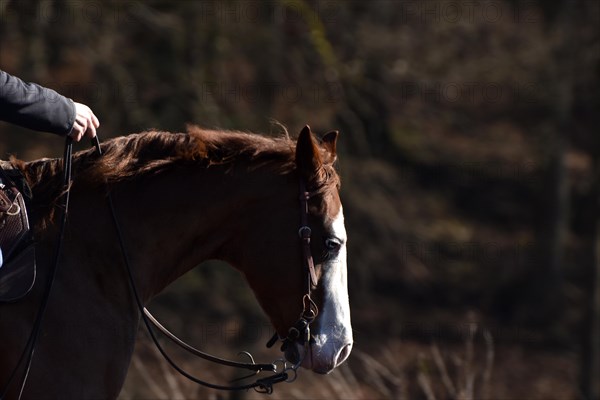 Close-up of the head and neck with headstall and reins of a western horse of the breed American Quarter Horse during training in the riding arena in late winter, chestnut coloured horse with large mar...