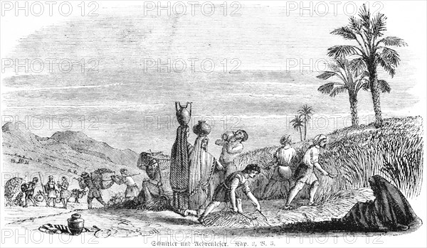 Reapers and Harvesters, agriculture, work, grain, cutting, grape harvest, grapes, vintage, clay jug, woman, men, landscape, mountains, Bible, Old Testament, The Book of Ruth, chapter 2, verse 3, histo...