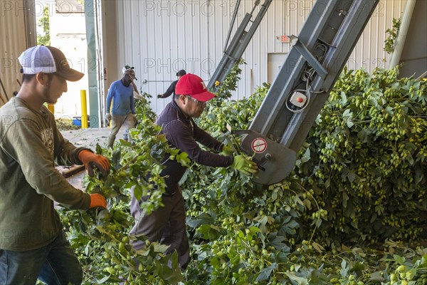 Baroda, Michigan, A Mexican-American crew processes hops at Hop Head Farms in west Michigan. They attach the bines, or vines, to hop harvesting machines that will separate the cones, or flowers, from ...