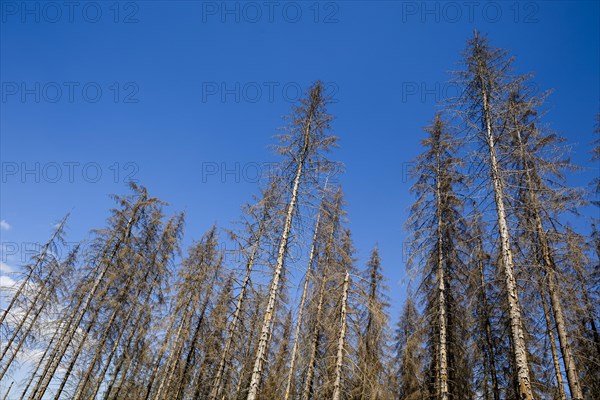 Symbolic photo on the subject of forest dieback in Germany. Spruce trees that have died due to drought and infestation by bark beetles stand in a forest in the Harz Mountains. Altenau, 28.06.2022, Alt...