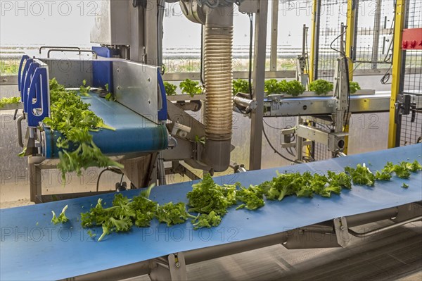 highly automated hydroponic farm which grows lettuce in a huge greenhouse, Revolution Farms, Caledonia, Michigan, USA, North America