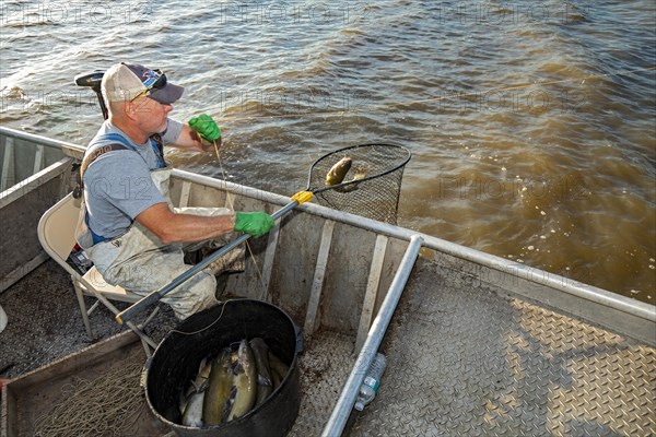Peoria, Illinois, Dave Buchanan fishes for catfish on the Illinois River. He uses a trotline--a long line from which a hundred or more baited hooks are hung. Buchanan is a member of the Midwest Fish C...