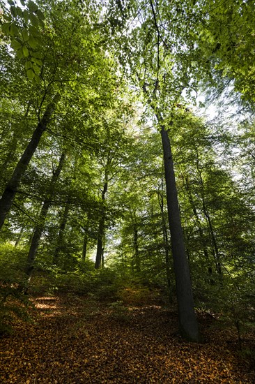 Beech forest in the nature reserve around the Holzmaar on the Holzmaarweg in the Volcanic Eifel, forest, deciduous forest, maars, maar, lake, nature reserve, Gillenfeld, Rhineland-Palatinate, Germany,...