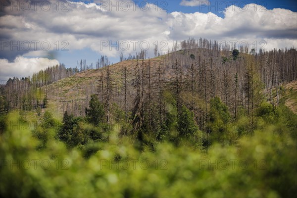 Symbolic photo on the subject of forest dieback in Germany. Spruce trees that have died due to drought and infestation by bark beetles stand at the Soes reservoir in a forest in the Harz mountains. Ri...