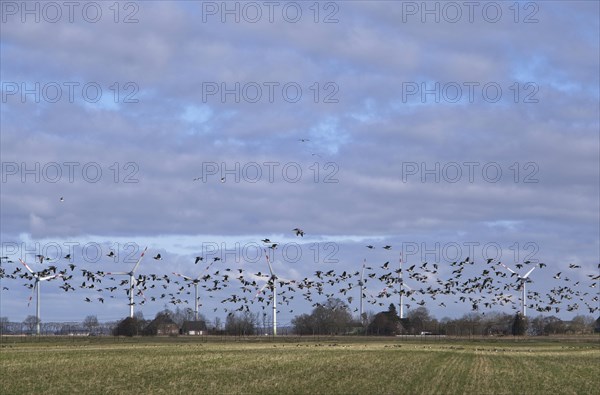 A flock of wild geese over the Wilstermarsch, the Holstein Elbmarsch, in Dithmarschen. In the background, wind turbines for power generation. Wilstermarsch, Wewelsfleth, Schleswig-Holstein, Germany, E...