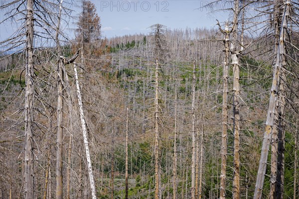 Symbolic photo on the subject of forest dieback in Germany. Spruce trees that have died due to drought and infestation by bark beetles stand in a forest in the Harz Mountains. Altenau, 28.06.2022, Alt...