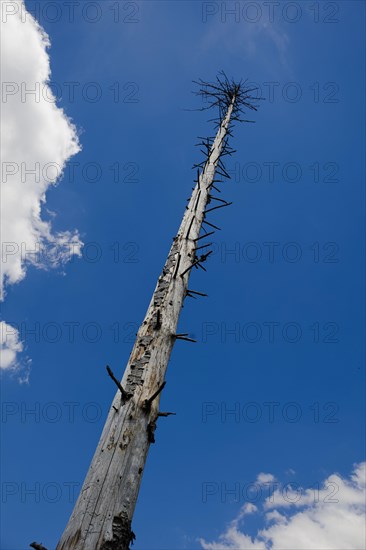 Symbolic photo on the subject of forest dieback in Germany. Spruce trees that have died due to drought and infestation by bark beetles stand in a forest in the Harz Mountains. Altenau, Altenau, German...