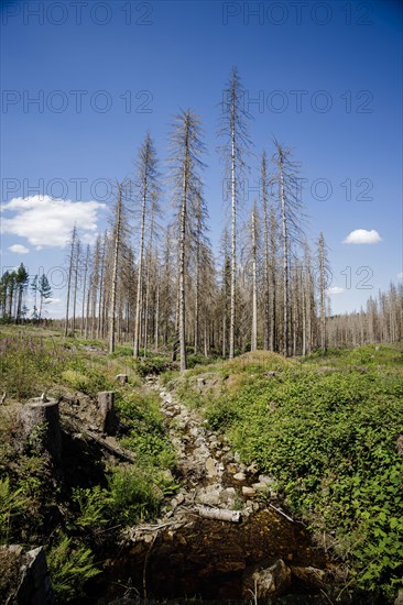 Symbolic photo on the subject of forest dieback in Germany. Spruce trees that have died due to drought and infestation by bark beetles stand in a forest in the Harz Mountains. Altenau, 28.06.2022, Alt...