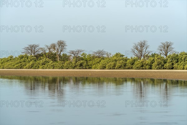 Mangrove Landscape, Kathior Island, Missirah, Sine Saloum Delta, Senegal, West Africa, Africa