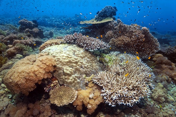 Intact stony coral reef with corals of different species, many, small coral fish, Lake Sawu, Pacific Ocean, Komodo National Park, UNESCO World Heritage Site, Lesser Sunda Islands, East Nusa Tenggara P...