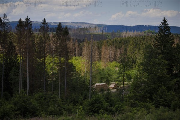 Symbolic photo on the subject of forest dieback in Germany. Spruce trees that have died due to drought and infestation by bark beetles stand in a forest in the Harz Mountains. Altenau, 28.06.2022, Alt...