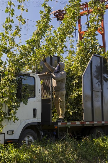 Baroda, Michigan, A Mexican-American crew harvests hops at Hop Head Farms in west Michigan. The red cutting machine cuts the ropes on which the hop vines have been growing, and workers then pull the v...