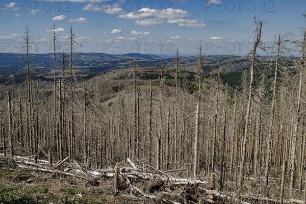 Symbolic photo on the subject of forest dieback in Germany. Spruce trees that have died due to drought and infestation by bark beetles stand in a forest in the Harz Mountains. Altenau, 28.06.2022, Alt...