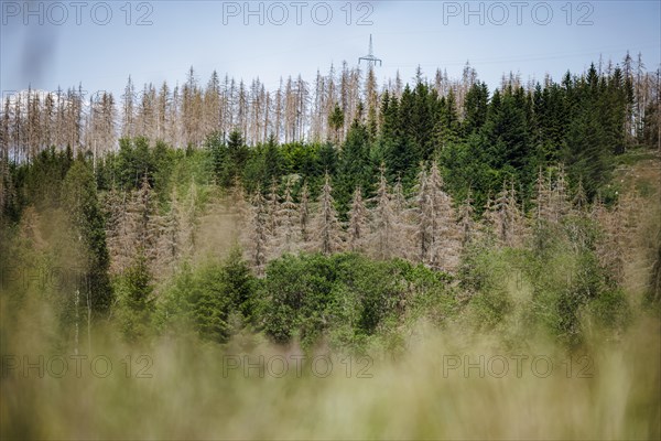 Symbolic photo on the subject of forest dieback in Germany. Spruce trees that have died due to drought and infestation by bark beetles stand in a forest in the Harz Mountains. Altenau, 28.06.2022, Alt...
