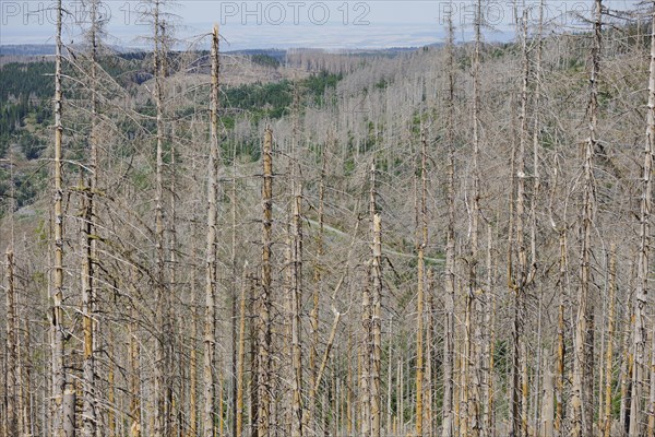 Symbolic photo on the subject of forest dieback in Germany. Spruce trees that have died due to drought and infestation by bark beetles stand in a forest in the Harz Mountains. Altenau, 28.06.2022, Alt...
